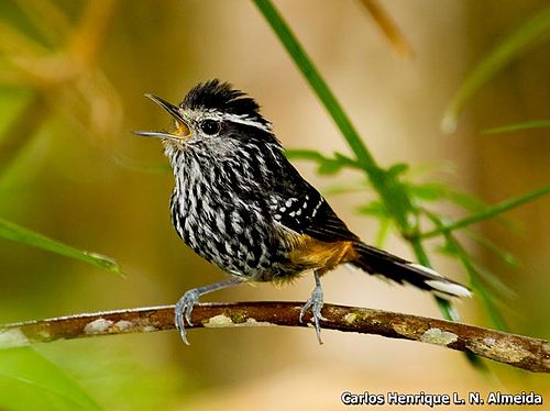 Ochre-rumped antbird